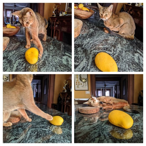 A montage of four photos of a Ruddy Abyssinian kitten playing with a mango on a dark green granite countertop.
