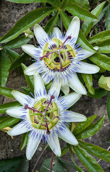 Two passion flowers amongst leaves of the plant against a stone wall. From the centre of each flower there are five, green, hammer-like protrusions overlapped by three purple stems. Ten long, white, rounded petal emerge from behind and there is a corona burst of white stems with blue tips. A very odd bit of nature when it's really considered.