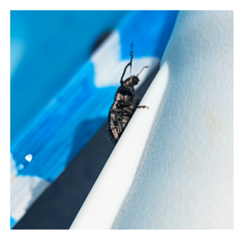 extreme close-up. a black beetle climbs onto a white plastic ring around a blue/white backyard pool.