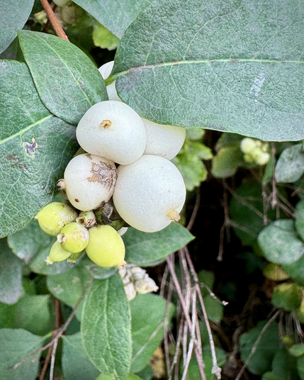 A closeup shot of Snow White marble-sized berries between big round pine green leaves.