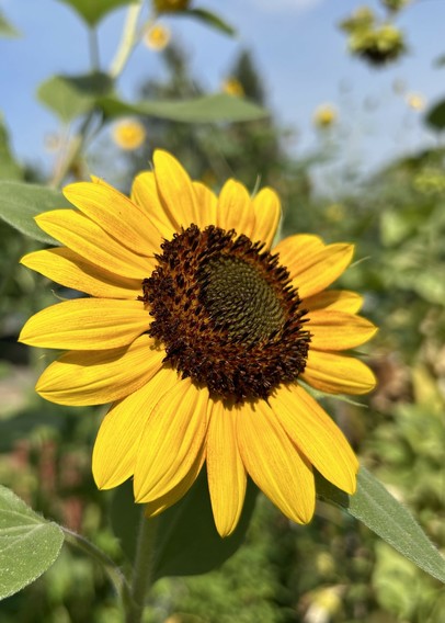 A sunflower facing upwards towards the sun, the center is a dark reddish brown with a spiral pattern and in the background are blurry sunflowers and blue sky.