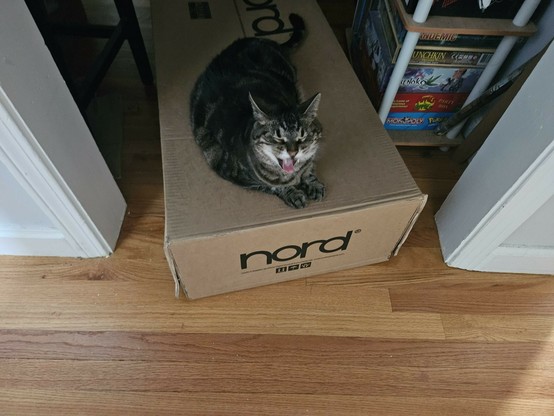 A doorway over a wooden floor, with a long cardboard box labeled 'nord' in it. Atop the box, a brown tabby cat is firmly lounged.