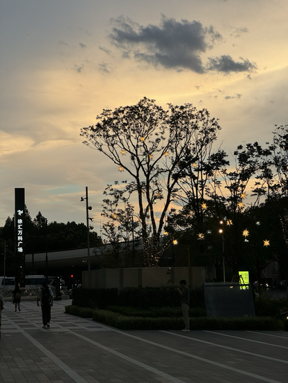 Tree silhouettes over a cloudy sunset sky