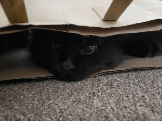 Black kitty under something looking at you