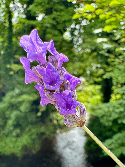 A closeup shot of a single long slender lavender flower head with many purple trumpet-shaped blooms. The background is soft focus shaded trees with water below
