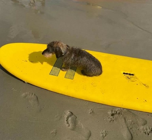 Surf dog Frida