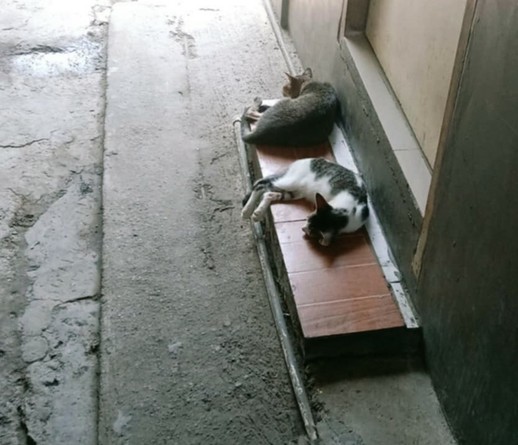 2 tabby kittens sleeping in an abandoned house porch.