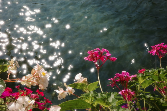 Colourful flowers with pink and white petals with a river in the background reflecting sunlight, creating a sparkling effect due to its motion. 