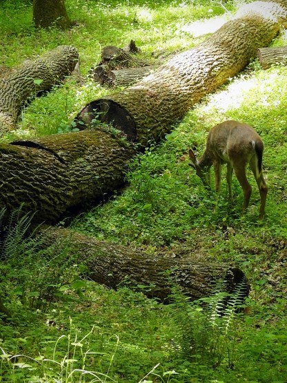 Fallen tree covered with green moss in a deep forest. Beside it, a lone white tailed deer eats ground cover plants.