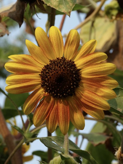A small yellow and red flower with a dark reddish brown center, in the background are the drying leaves and seed heads of the sunflower.