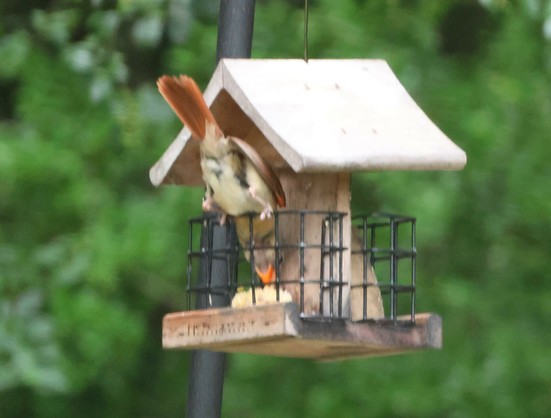 A block type suet feeder. There is only a small amount of suet left. A House Finch has perched on top of the cage and twisted his body through it to get the remaining suet.