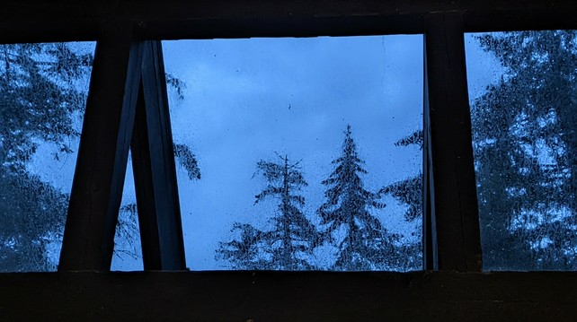 A view out the window of tree tops in the evening. It's raining.