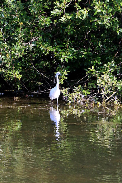 Little egret standing in the water