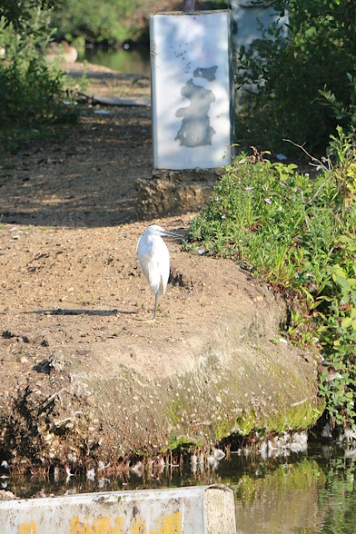 Little egret, standing on the shore
