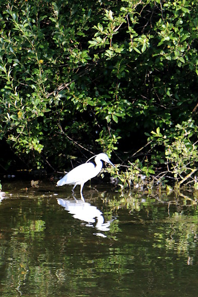 Little egret, standing in the lake, reflected in the water