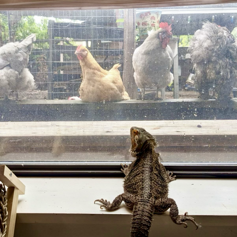 iPhone photo my son took of his bearded dragon Gustavo propped up on a windowsill looking through the glass, he is checking out a number of chickens, some are grey & some are orange, one is sitting while facing the window while one is standing & two are showing the dragon their big fluffy butts