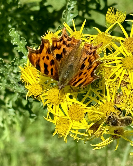 An orange and black tortoise-shell-patterned butterfly with very jagged wings feeding on. Ahead of yellow flowers.