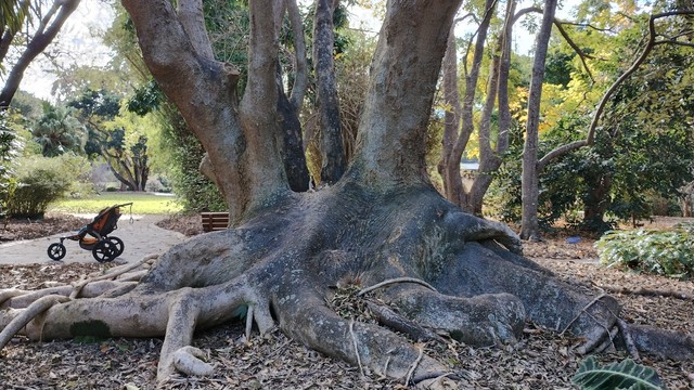 The broad base of a large tree with butress roots spreading horizontally across the ground. A three wheeled stroller behind it