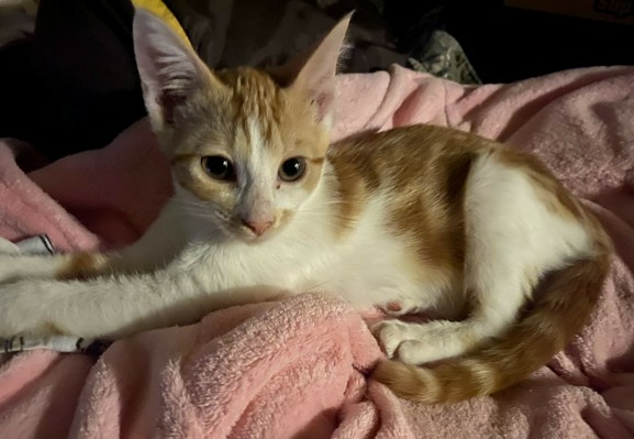 Orange and white kitten with huge ears, reclining on a pink robe. 
 