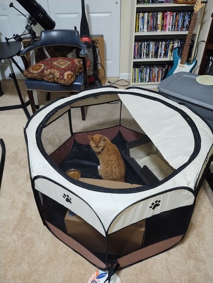 An orange cat sits in the middle of a collapsible pop-up kitty playpen.
