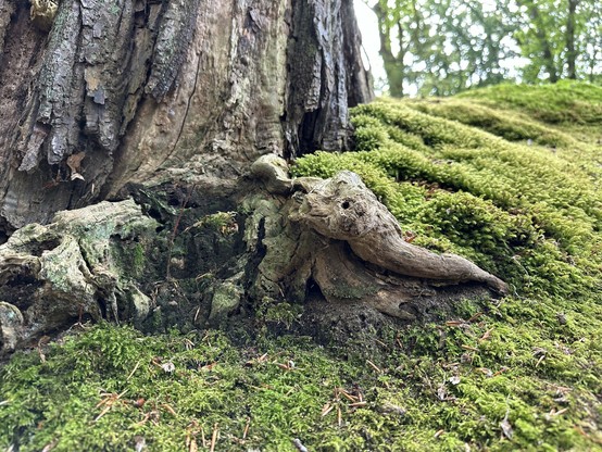Foot of a thick trunk covered in moss