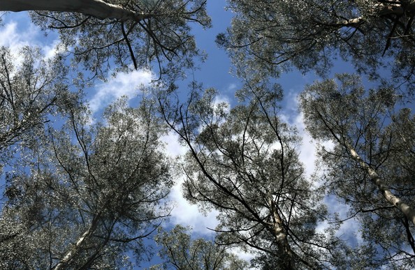 View up through eucalyptus trees to a blue sky studded with a few clouds.