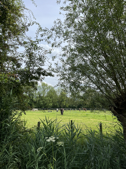 Horses in a field surrounded by trees