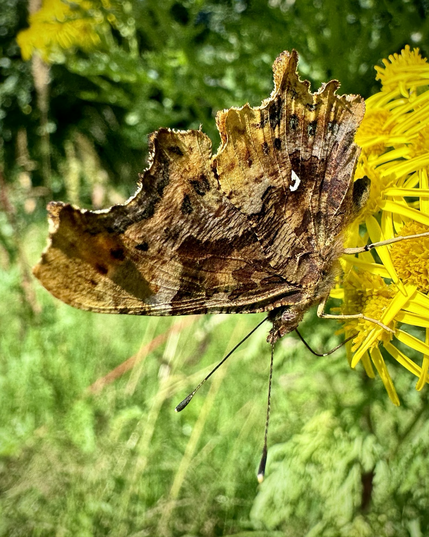 A closeup of a butterfly with wings closed on a head of yellow flowers. The wings are mostly brown in colour with distinctively jagged edges, and one small white marking in the shape of a comma