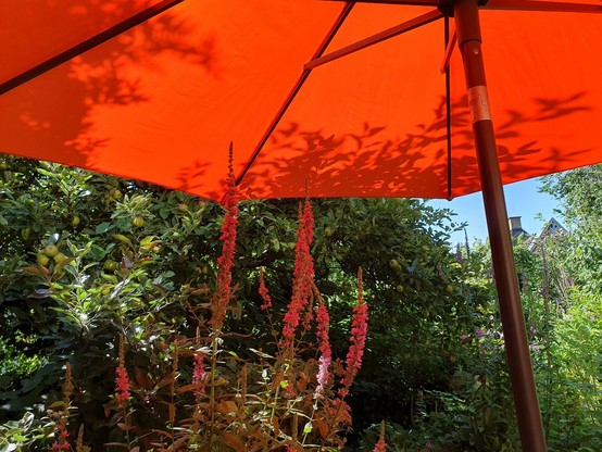 Veel begroeiing, oa appelboom. Oranje parasol met schaduwen van de boom. Daaronder paarse kattestaarten.  