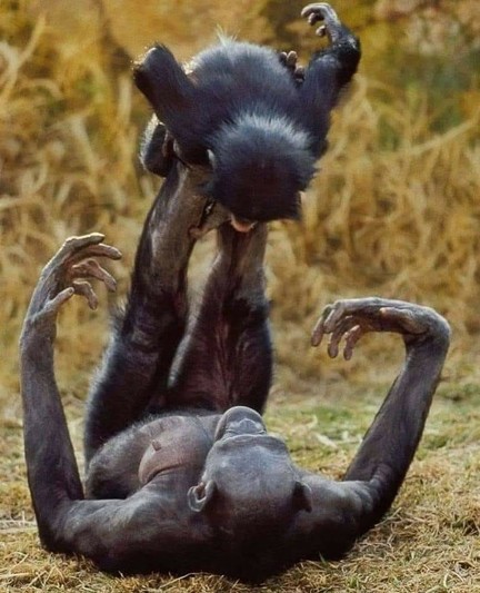A couple of chimps having fun. Enjoying life