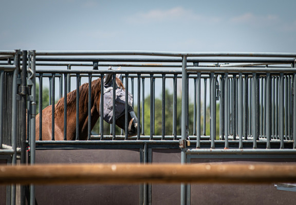 A horse wearing a fly mask stands inside a metal enclosure on a sunny day.