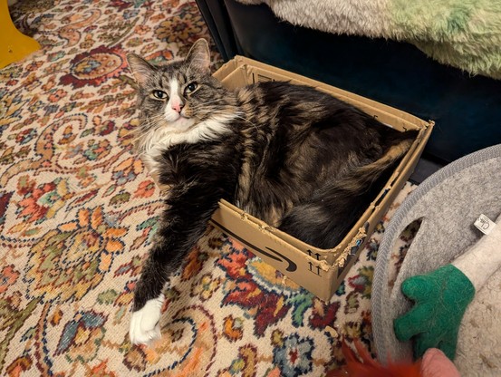 Mischief, a young adult female medium longhair mackerel tabby cat, chilling in a double cardboard box, smiling for the camera with her arm outstretched.
