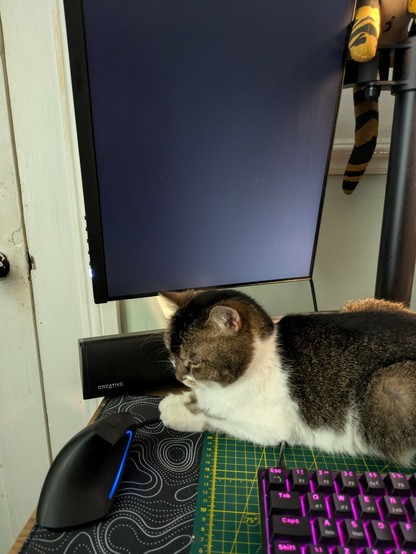 Sossidge, my cat, having a rest on my desk.