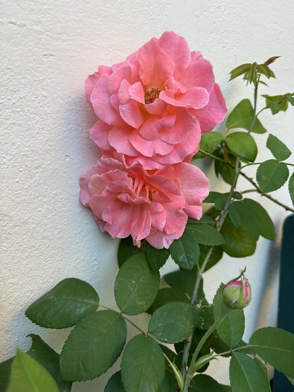 A pink rose with two flowers and one bud against a cream painted wall. 
