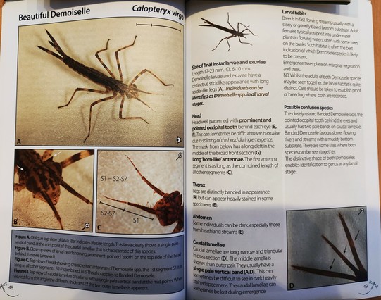 Example species page of the field guide showing information on the larvae of the Beautiful Demoiselle