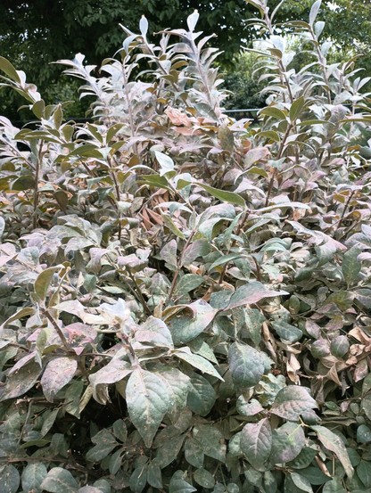 Burning bush with a spider mite infestation.