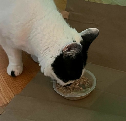 Black and white cat eating wet food from a small bowl on a brown paper bag.