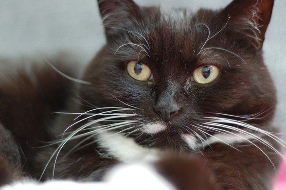 Closeup of a female tuxedo cat lying down. Her name was Dido. The face is in focus, a paw in front of her and her body behind are out of focus.
