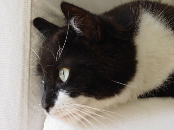 A closeup of a tuxedo tomcat. His name was Blixa. He's lying down on a couch, head on the edge and looking to the left.