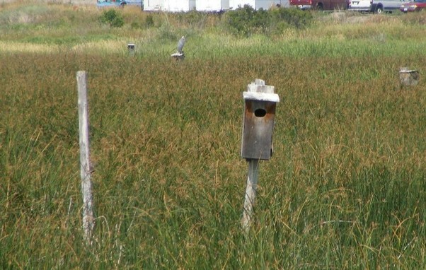 heron on a bird box in the middle of a grassy marsh