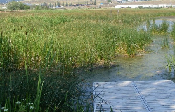 wooden dock in a grassy marsh