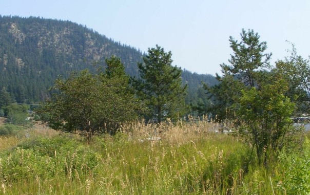 hazy sky, trees, mountain