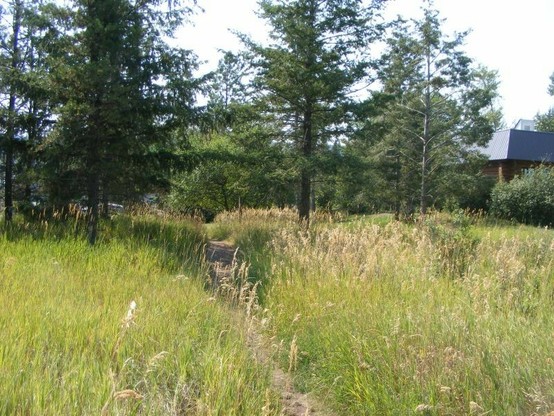 path through tall grass, trees and the nature house