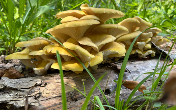 A photo of a gorgeous mound of golden oysters growing out of a log.