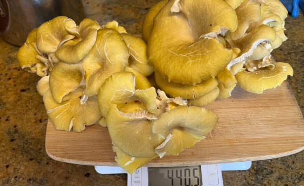 A photo of a mound of golden oyster mushrooms on a kitchen scale. The scale reads 440.5 grams.