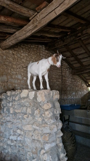 A goat in its stable on a wall, ready to be released for the day.