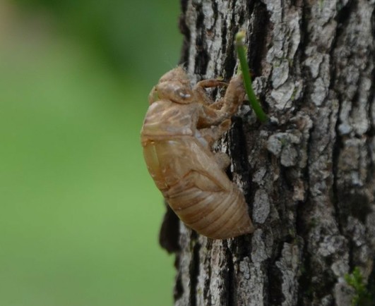 Evening cicadas sing

Source:
https://nwdistrict.ifas.ufl.edu/nat/2018/10/26/silent-night-it-is-not-cicadas-sing-the-evening-away/