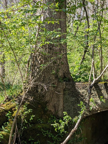 A large tree quietly nommming a concrete bridge.