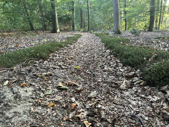 A path of fallen leaves with a moss border on both sides