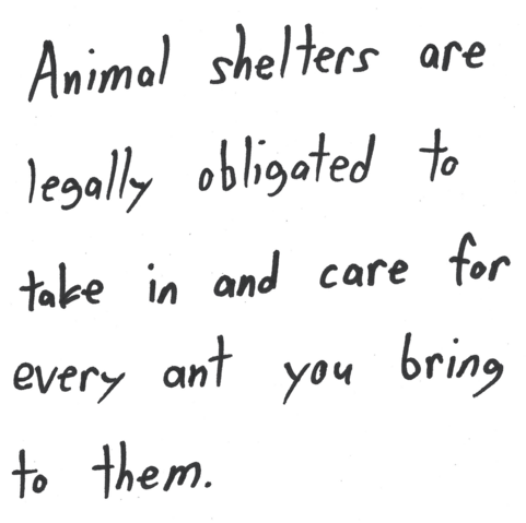 Animal shelters are legally obligated to take in and care for every ant you bring them.